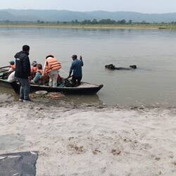 Preparing to cross the the river. Water buffalo