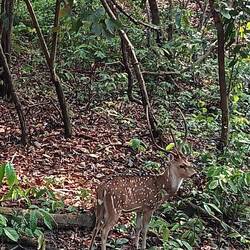 Beautiful spotted deer. Buck posed for us.