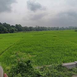 Rice paddies