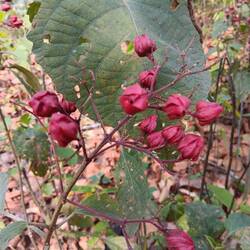 Clerodendrum. Berries