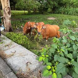 Muuuuu