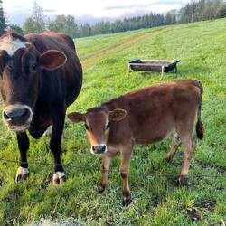 Cows at Gary and Colleen's farm.