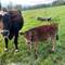 Cows at Gary and Colleen's farm.