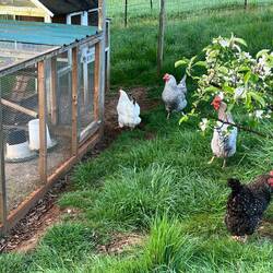 And their chickens.