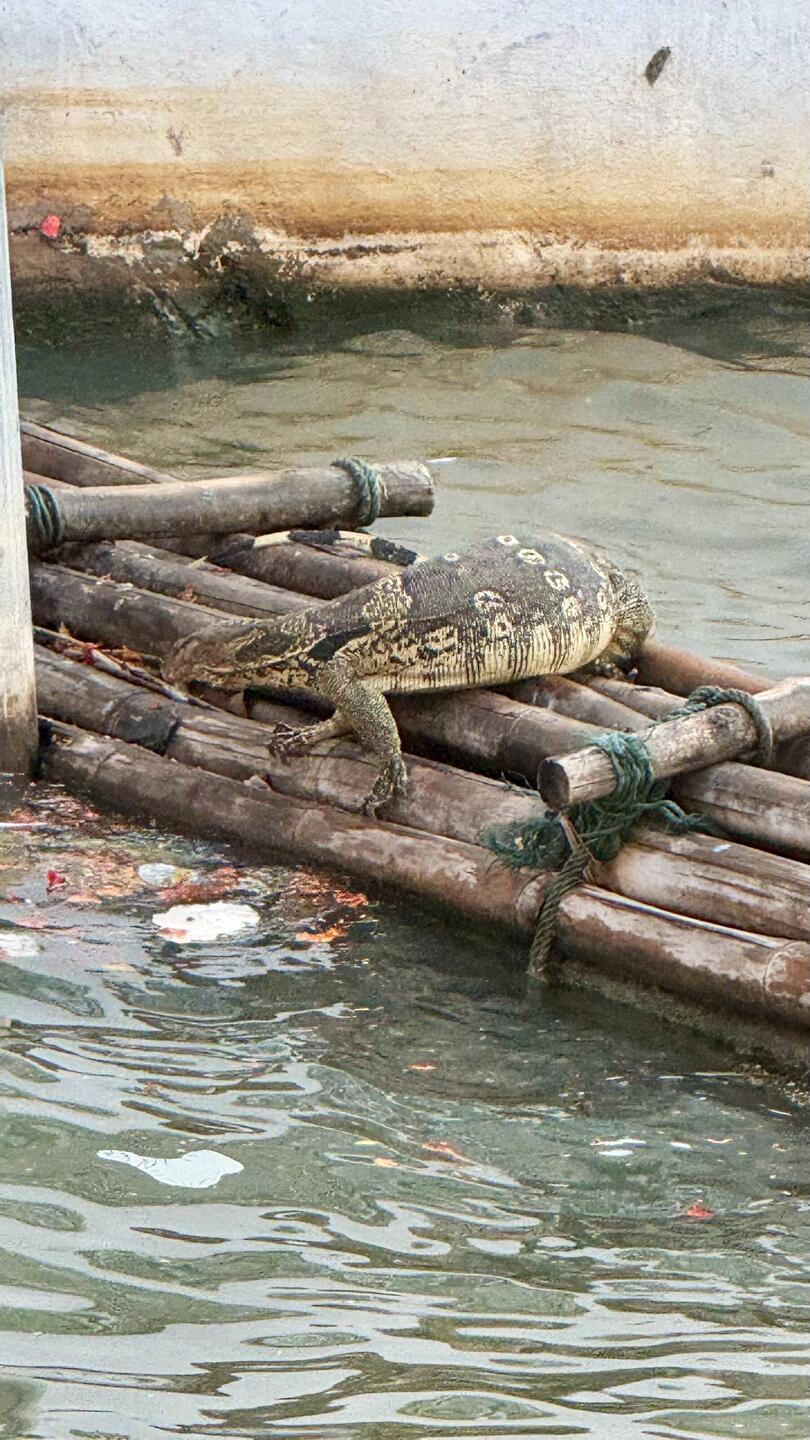 Un gentil varan sur un des nombreux canaux de la ville 😍
