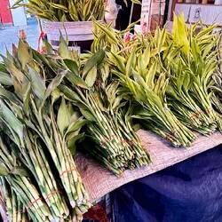 Toutes sortes de bambous 🎋