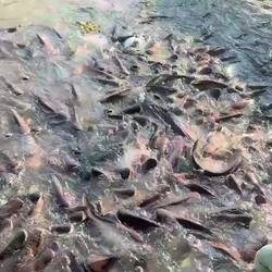 Les poissons chats sur les quais ...