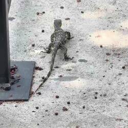 Un varan pépère 🤩