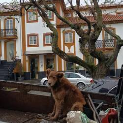 So fahren die 🐶 durch die Stadt 😆