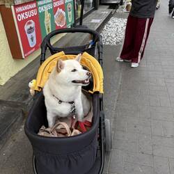 Auch in Südkorea kommen immer weniger Kinder zu Welt ...