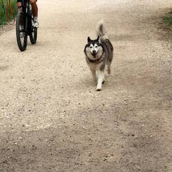 Camino husky!