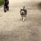 Camino husky!