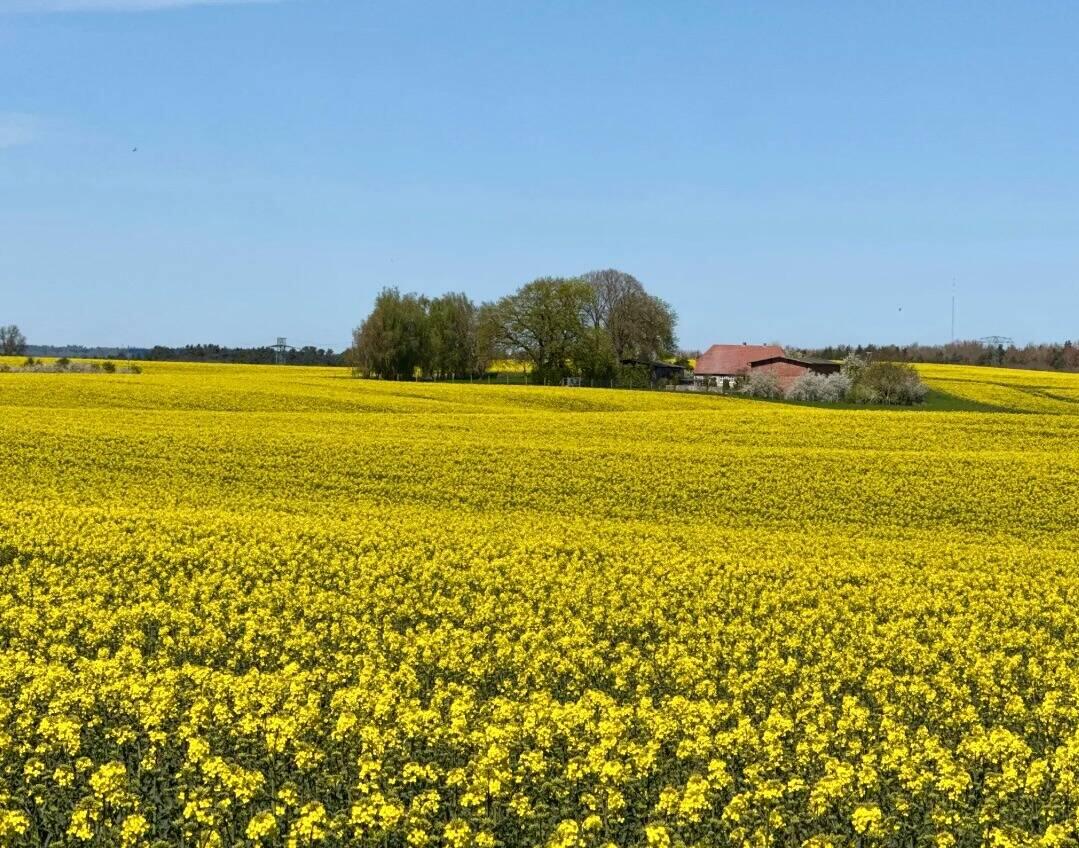 wunderschöne gelbe Rapsfelder