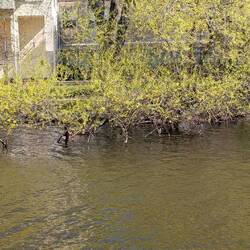 Langsam wird es auch in Stockholm grün