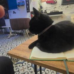 Hostel-Katze wollte mich nicht schreiben lassen 😁