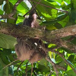 Perezoso, Faultier, Sloth