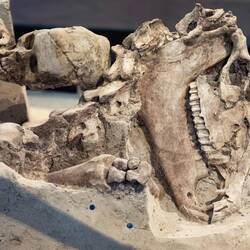 5th century BC tomb of a man and his horse.