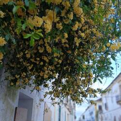 Bougainvillea in gelb 😀