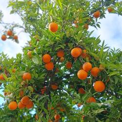 Bitte Orangen. Nur gut für englische Marmelade, aber sehr hübsch.