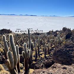 An island of cacti amid the salt flats.