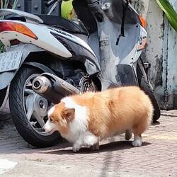 Corgie achtig?