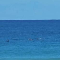 Leider kann man hier keine Videos hochladen, daher ein Screenshot vom Video haha 🐬🐬🐬