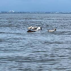 Seagulls on a log