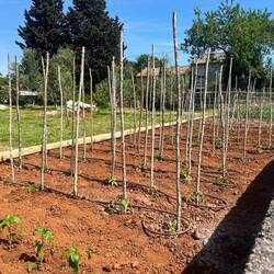 C'est le moment de planter tomates et poivrons