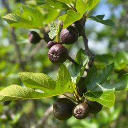 Des figues déjà en pleine forme !