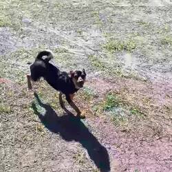 🐶😍😂