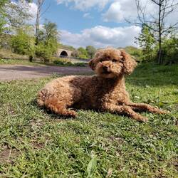 Sitting out on the grass with Tiger