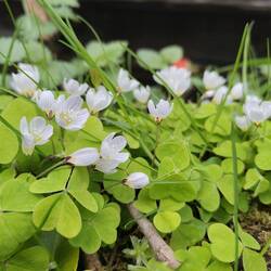 Beautiful Wood Sorrel on the bank next to the boat