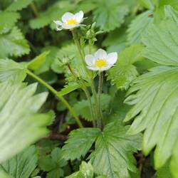 Alpine Strawberries in flower