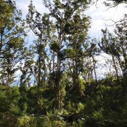 Karri-Bäume beim Boranup Forrest Viewpoint