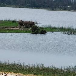 Waterbuffels