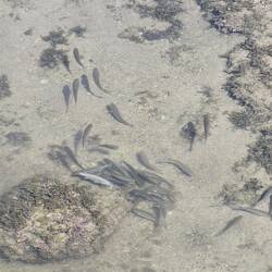 Clear water and plenty of fish