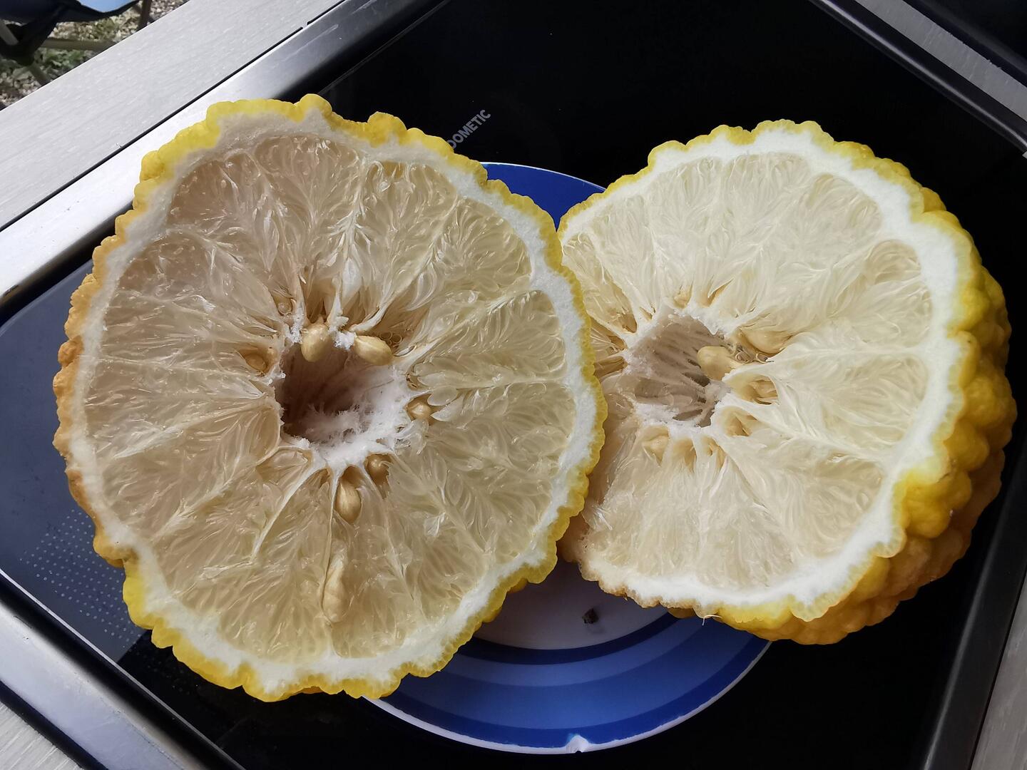 Razpolovljen citrus. Rough lemon.