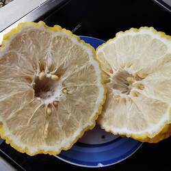 Razpolovljen citrus. Rough lemon.