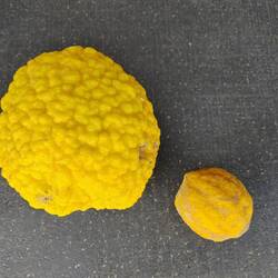 Primerjava limone in rough lemon.