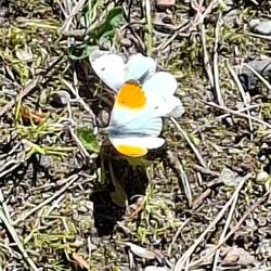 Das Paarungsverhalten der Schmetterlinge