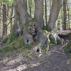 Wie viele Bäume sind das denn?