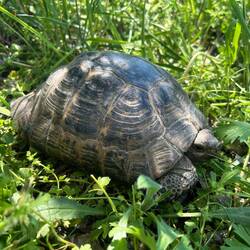 Nous avons pu observer de nombreuses tortues terrestres (cousine de la tortue de Hermann)
