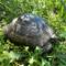 Nous avons pu observer de nombreuses tortues terrestres (cousine de la tortue de Hermann)