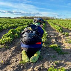 Strawberry Row