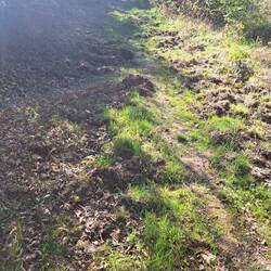 eindeutige Wildschweinspuren