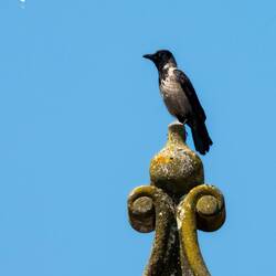 Eurasian Jackdaw — Padova, Italy.