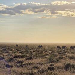 Zebras in Morgensonne