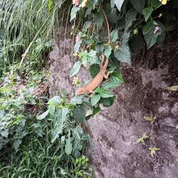 Lizard near Devi's Falls a scenic gorge where a Swiss woman lost her life