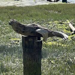 Driftwood that looks like a seal.