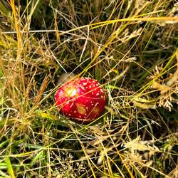 l’Amanite tue-mouches